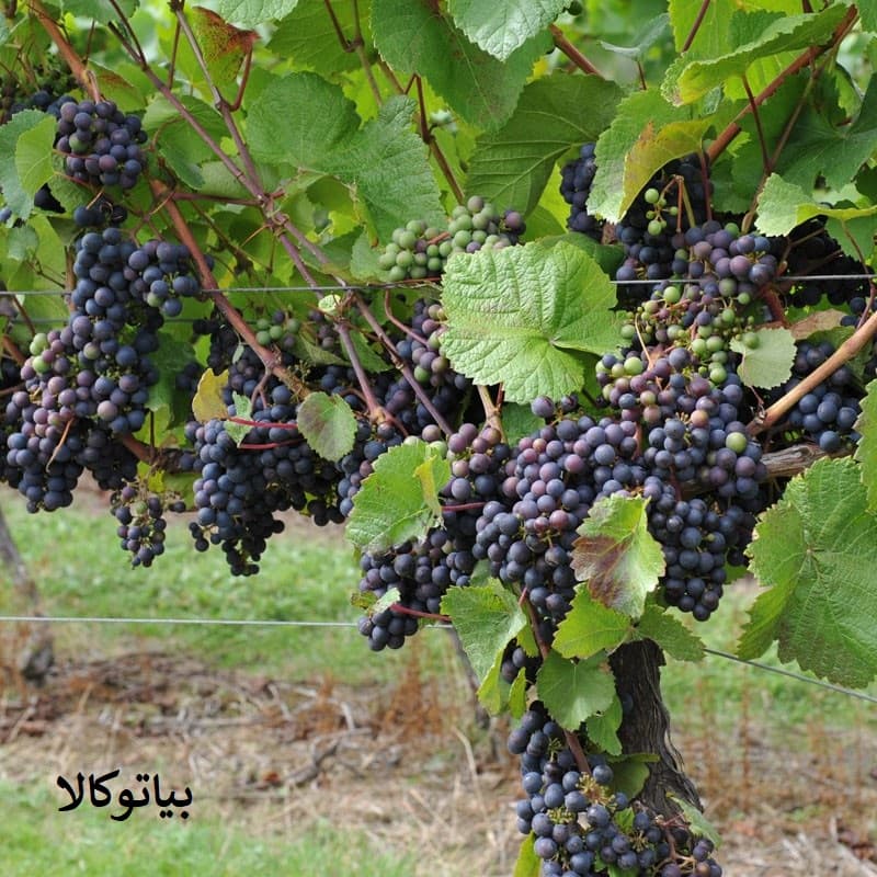 کاشت درخت انگور در سردشت